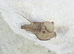 Scarce Cyphaspis Carrolli Trilobite - Oklahoma #47132-2